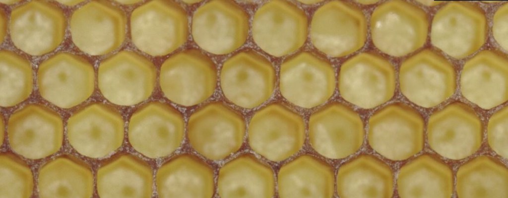 Nature’s triangle in the honeycomb structure efficiently distributes weight, creating a durable and space-efficient design that maximizes strength with minimal material.